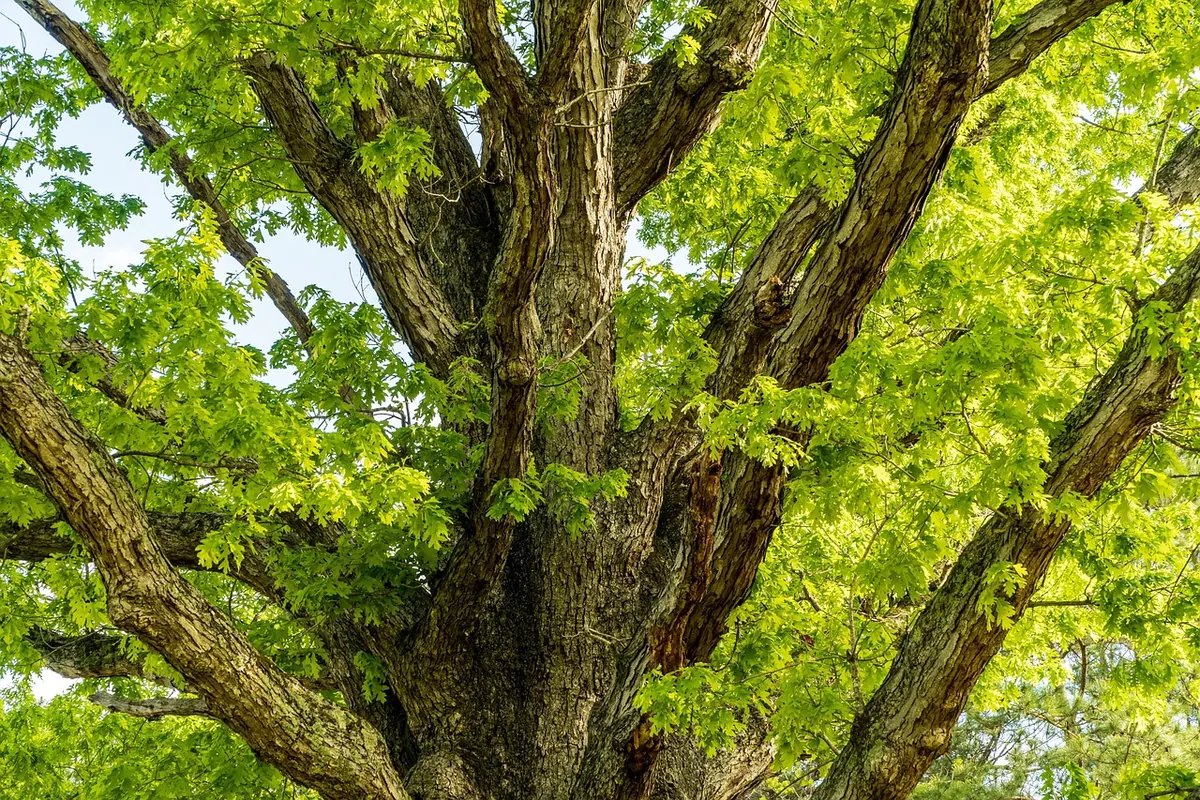 The Folklore of British Trees: Oak, Ash and Hawthorn Explained
